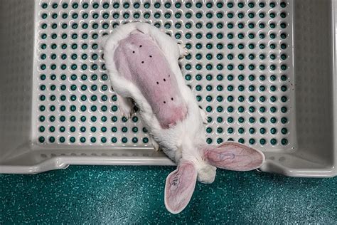 animal testing impacts|how effective are animal tests.